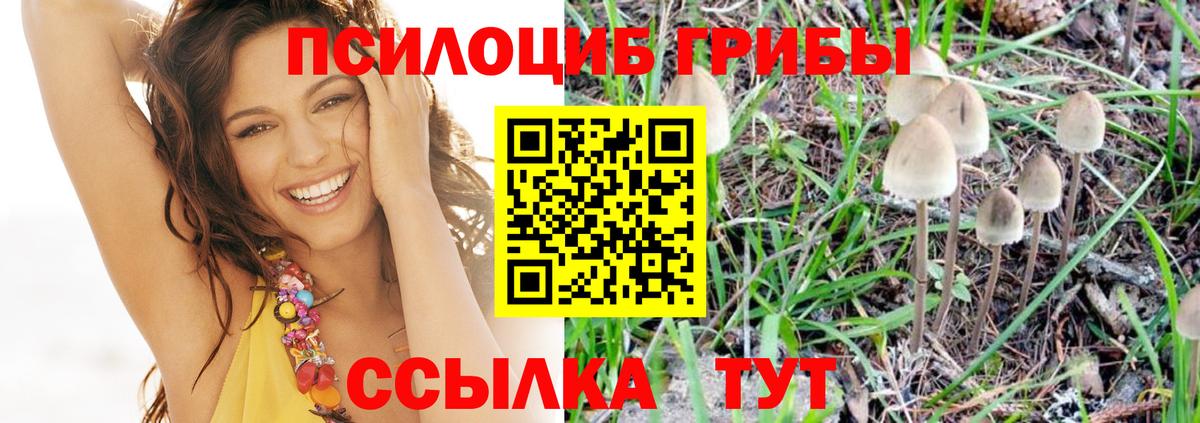 Галлюциногенные грибы Magic Shrooms  Вход с VPN  Славгород  Галлюциногенные грибы Psilocybe 
